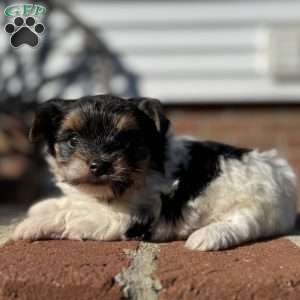 Emily, Biewer Terrier Puppy